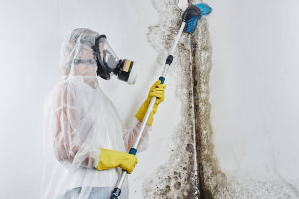 Attic Mold Removal in Tawas City, MI