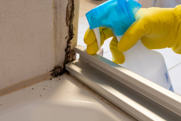 Best Fast Mold Removal  in Tawas City, MI