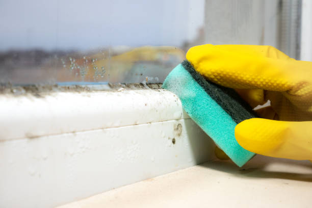 Tawas City, MI Mold Removal Company