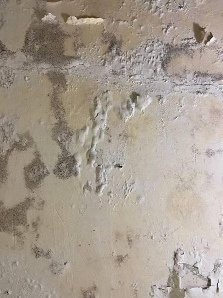 Best Mold Testing  in Tawas City, MI
