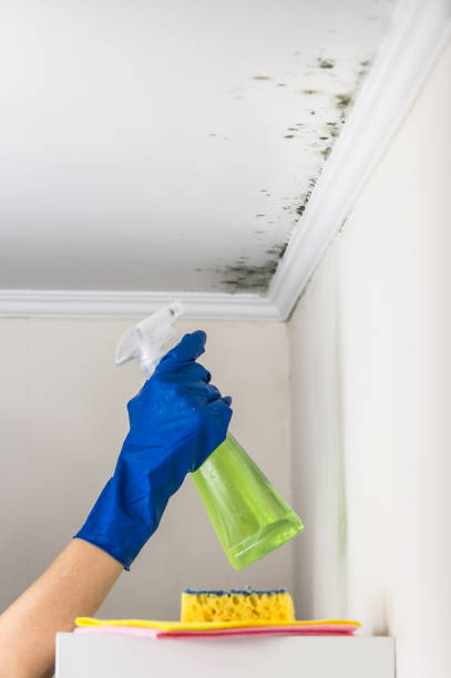 Best Professional Mold Removal  in Tawas City, MI
